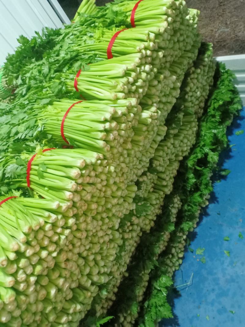 割根细颗芹菜陆续上市了.................