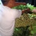割根细颗芹菜陆续上市了.................