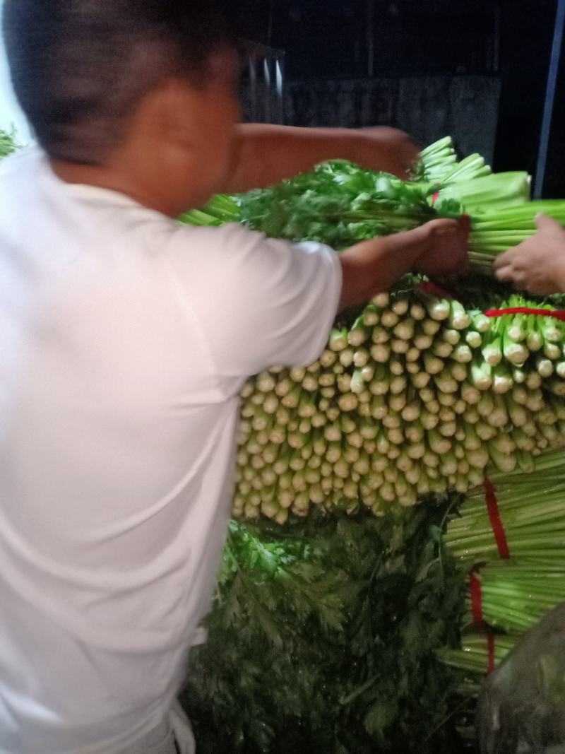 割根细颗芹菜陆续上市了.................