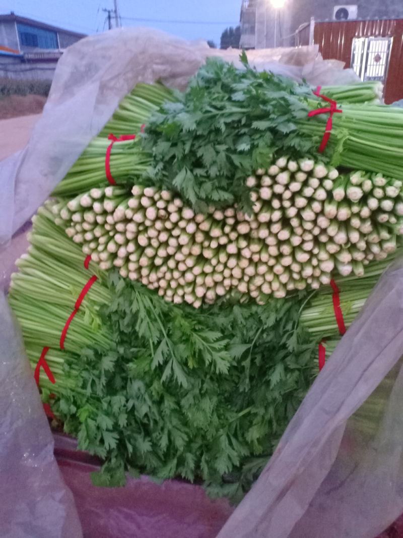 割根细颗芹菜陆续上市了.................
