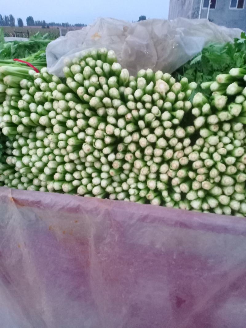 割根细颗芹菜陆续上市了.................