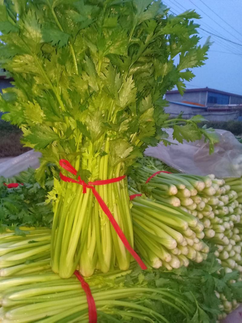 割根细颗芹菜陆续上市了.................