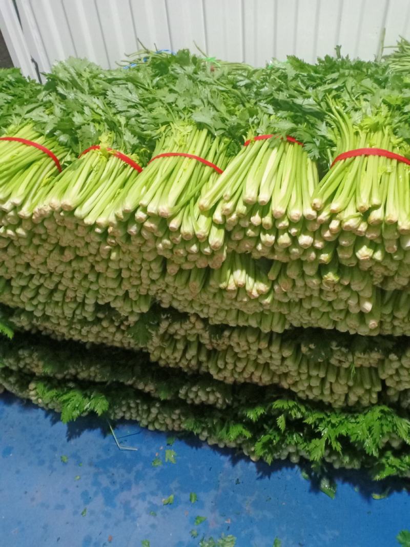 割根细颗芹菜陆续上市了.................