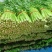 割根细颗芹菜陆续上市了.................