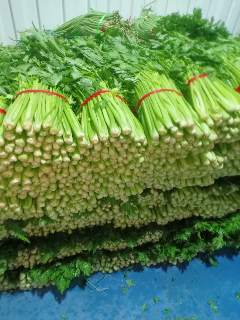 割根细颗芹菜陆续上市了.................