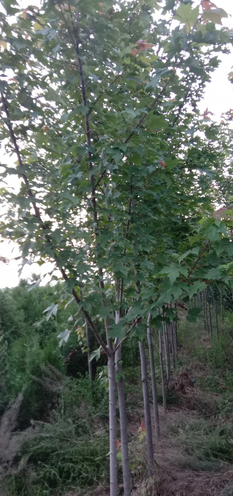 美国红枫大田稀植冠大好货
