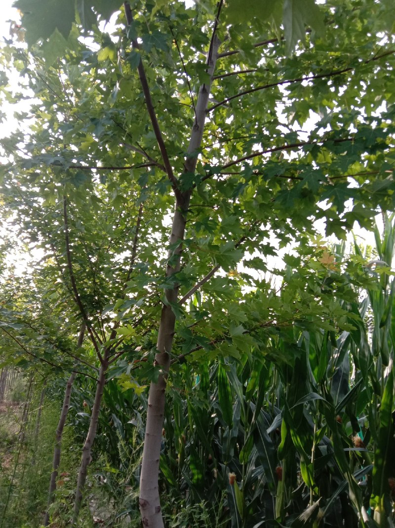 美国红枫大田稀植冠大好货