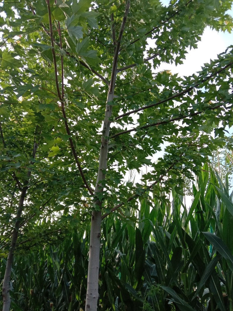 美国红枫大田稀植冠大好货