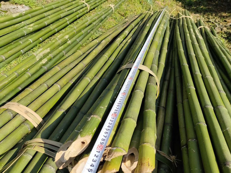 广西金竹现坎鲜竹品质好长度可定制质量问题保证