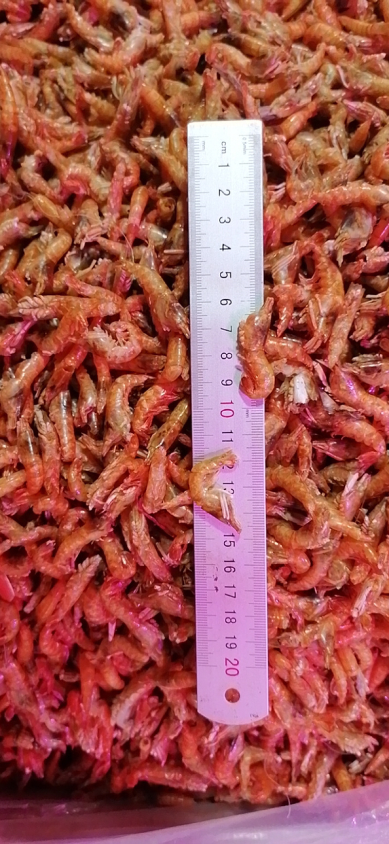 大头虾夹板虾大红虾无盐虾干