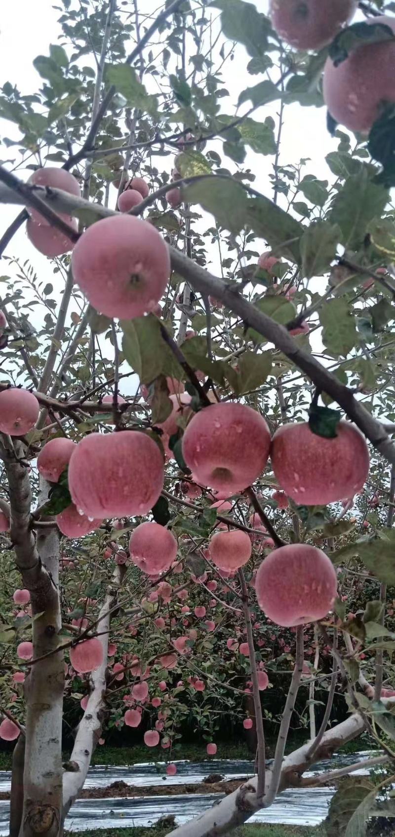 野生光果苹果，甘肃庆阳，红富士