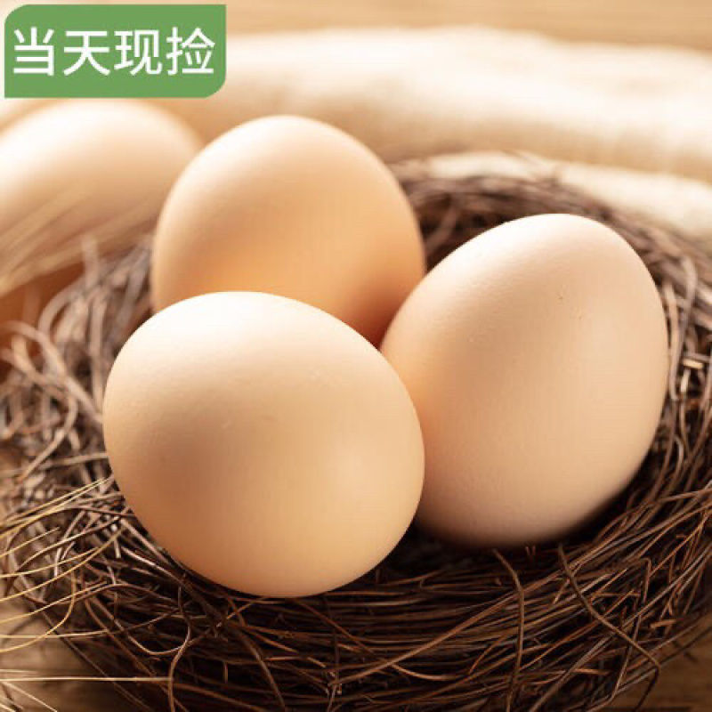 土鸡蛋绿林生态土鸡蛋常年批发零售欢迎品尝谢谢