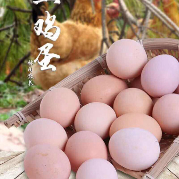 土鸡蛋绿林生态土鸡蛋常年批发零售欢迎品尝谢谢