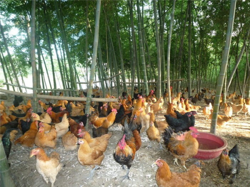土鸡蛋绿林生态土鸡蛋常年批发零售欢迎品尝谢谢