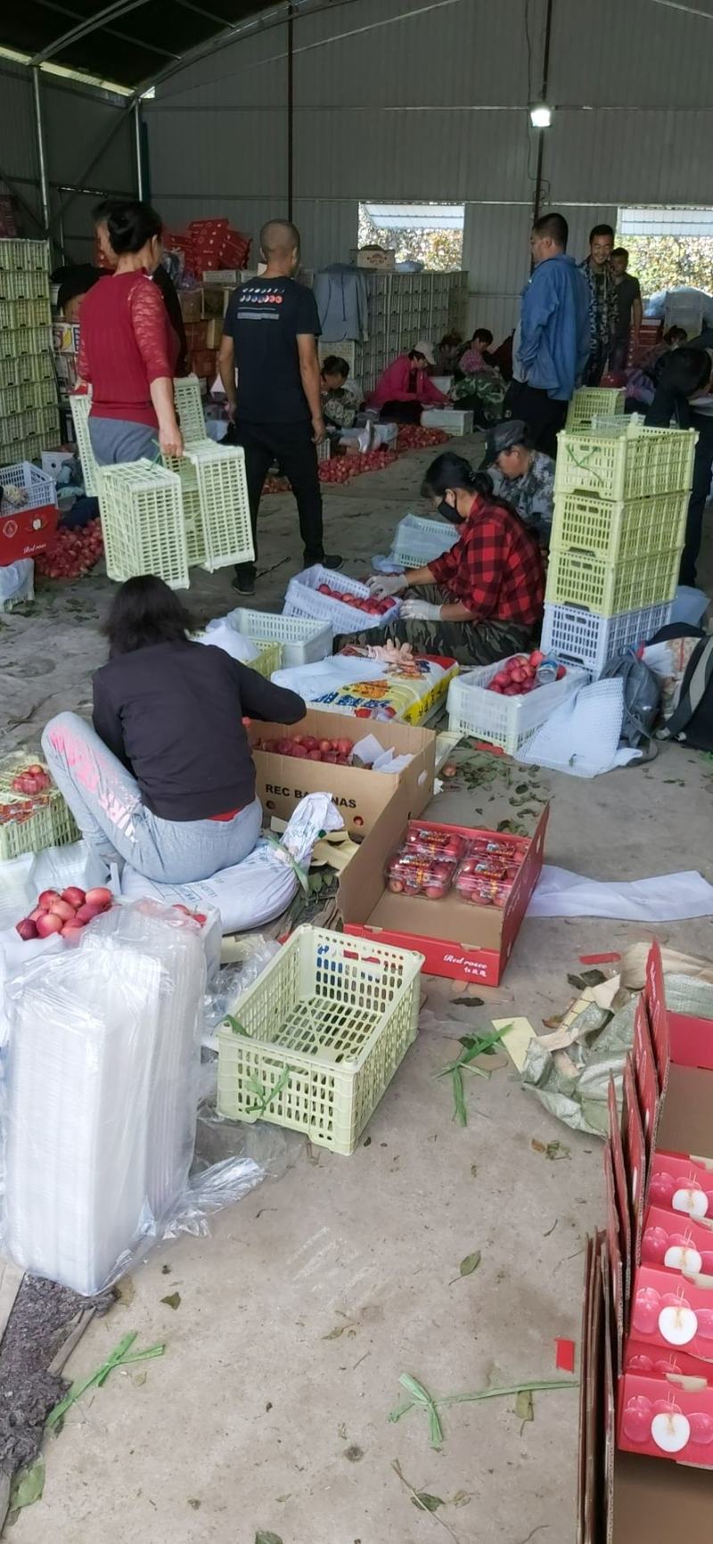 （水果主产区专业代办）适合南方市场，甜脆口，果硬度好，