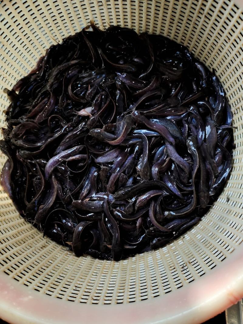 鱼苗本地塘角鱼苗少有的大规格易生长