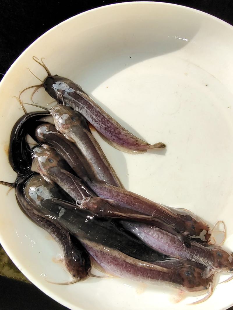 鱼苗本地塘角鱼苗少有的大规格易生长