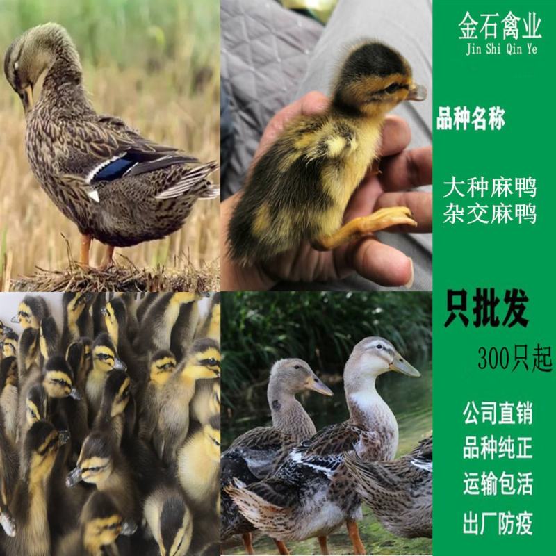 麻鸭苗四点花麻鸭苗大种杂交鸭苗技术指导包成活包运