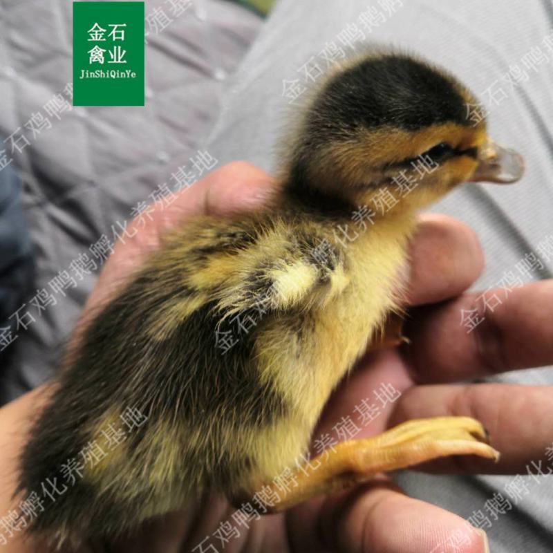 麻鸭苗四点花麻鸭苗大种杂交鸭苗技术指导包成活包运