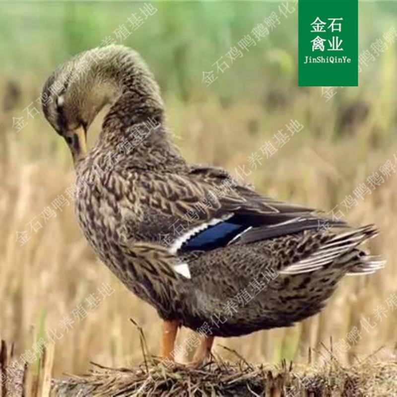 麻鸭苗四点花麻鸭苗大种杂交鸭苗技术指导包成活包运