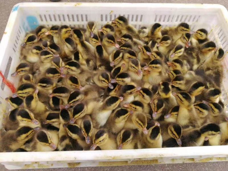 麻鸭苗四点花麻鸭苗大种杂交鸭苗技术指导包成活包运