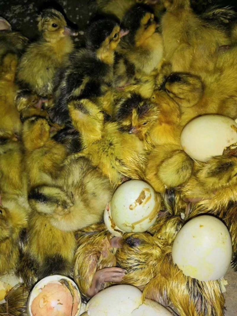 麻鸭苗四点花麻鸭苗大种杂交鸭苗技术指导包成活包运