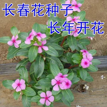 长春花种子日日春花期长花种籽四季开花不断易种易活室内阳台