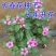 长春花种子日日春花期长花种籽四季开花不断易种易活室内阳台