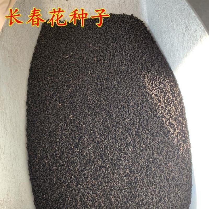 长春花种子日日春花期长花种籽四季开花不断易种易活室内阳台