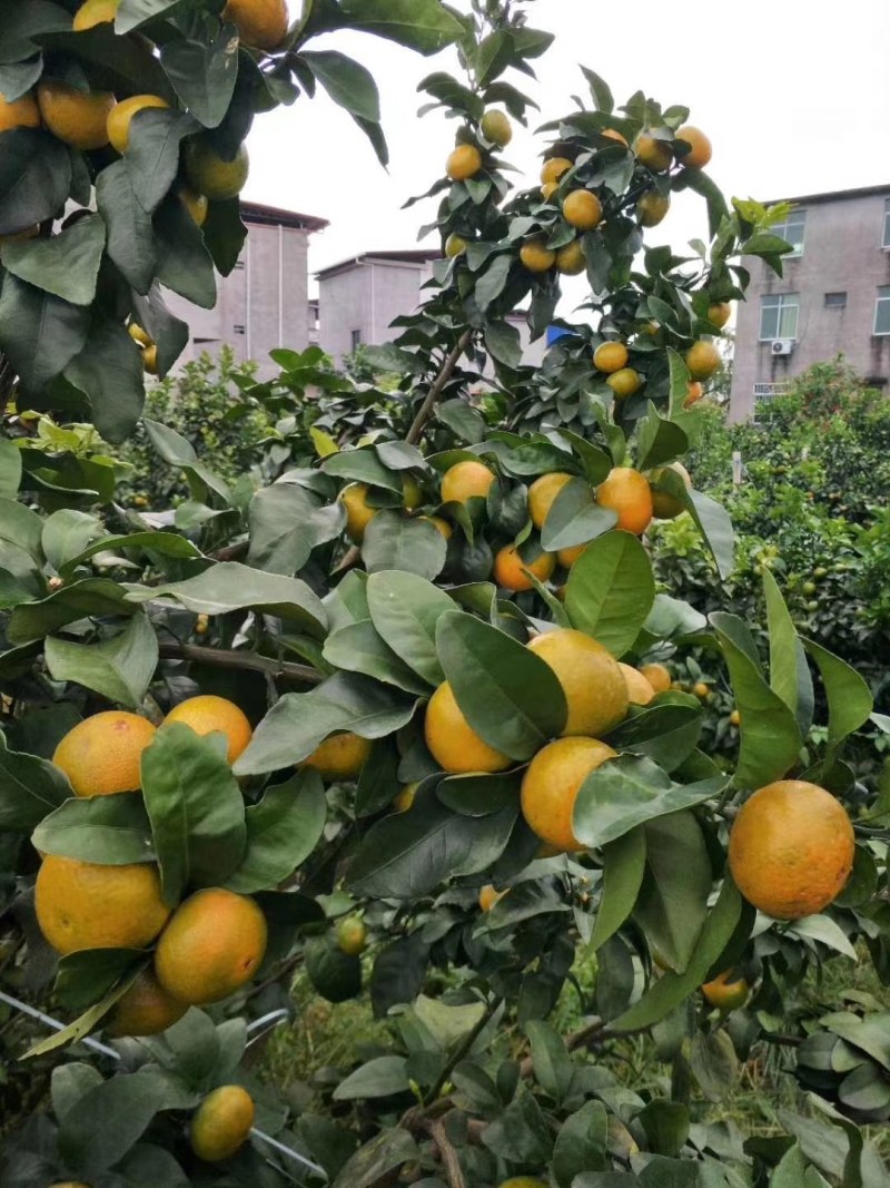 来宾金秋沙糖桔产地皮薄多汁口感好欢迎老板实地考察