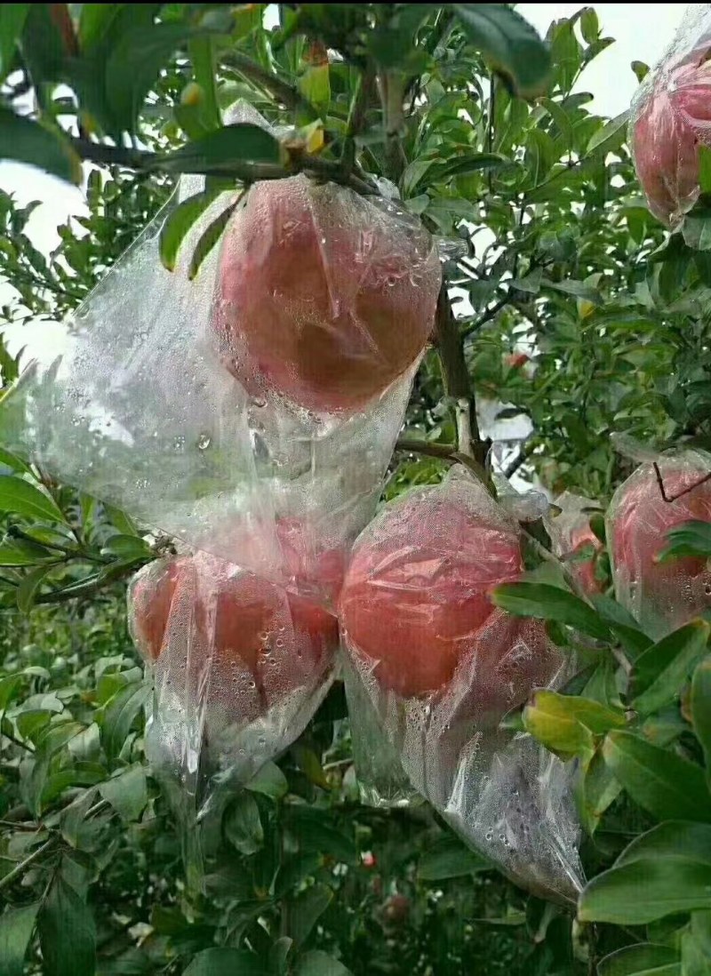 临潼区华清池石榴，自产自销。