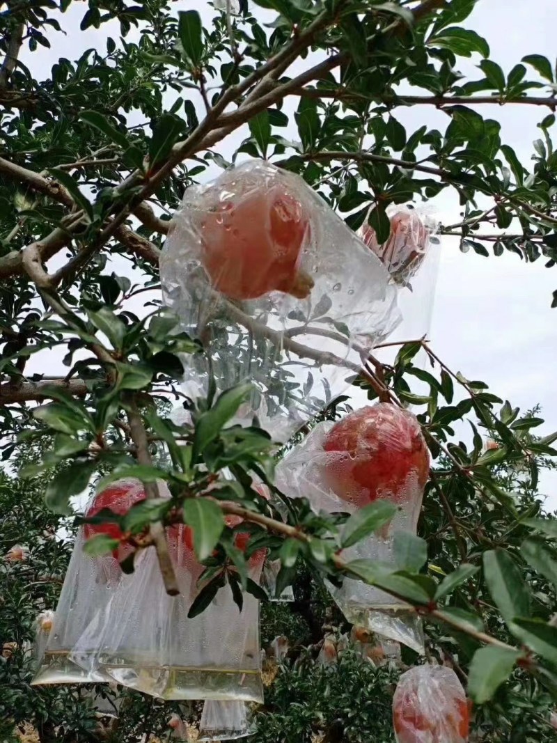 临潼区华清池石榴，自产自销。