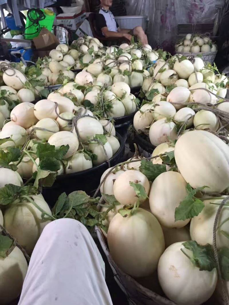 甜瓜玉菇瓜白玉香5000亩全部精品货质量好