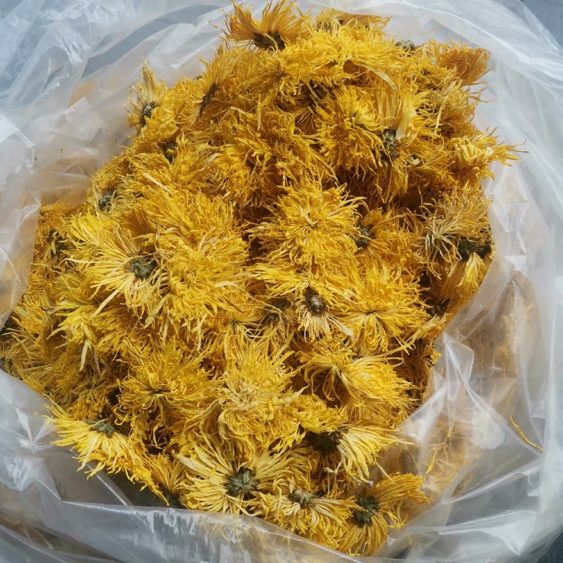 精品金丝皇菊一手货源产地直发量大价优