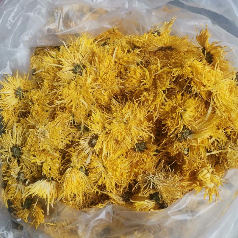 精品金丝皇菊一手货源产地直发量大价优