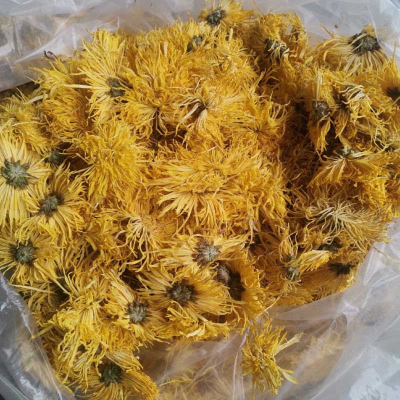精品金丝皇菊一手货源产地直发量大价优