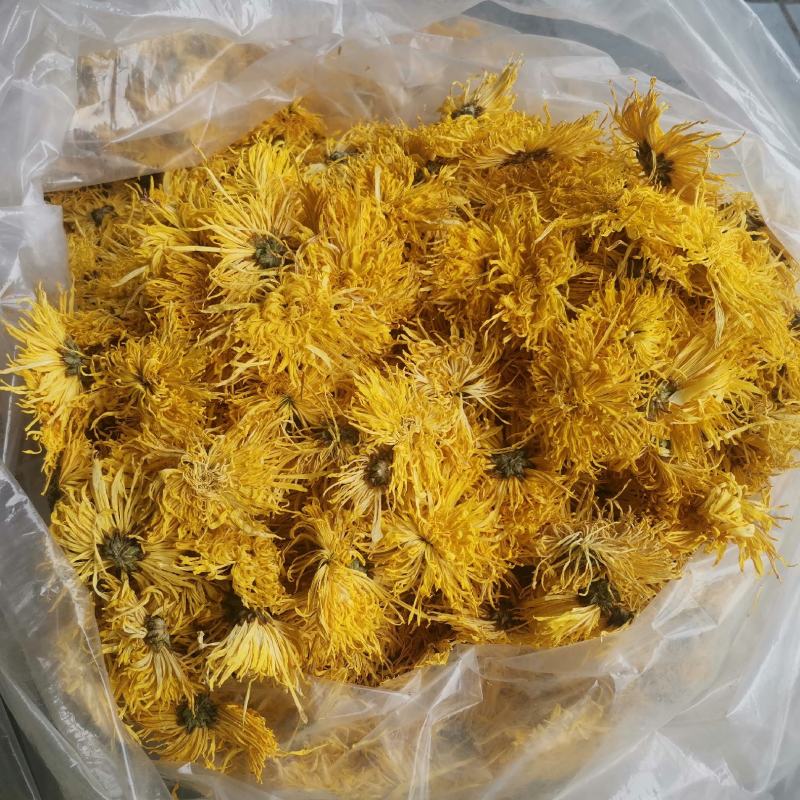 精品金丝皇菊一手货源产地直发量大价优