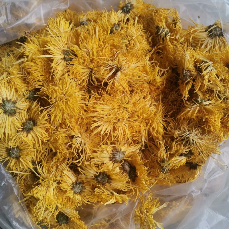 精品金丝皇菊一手货源产地直发量大价优
