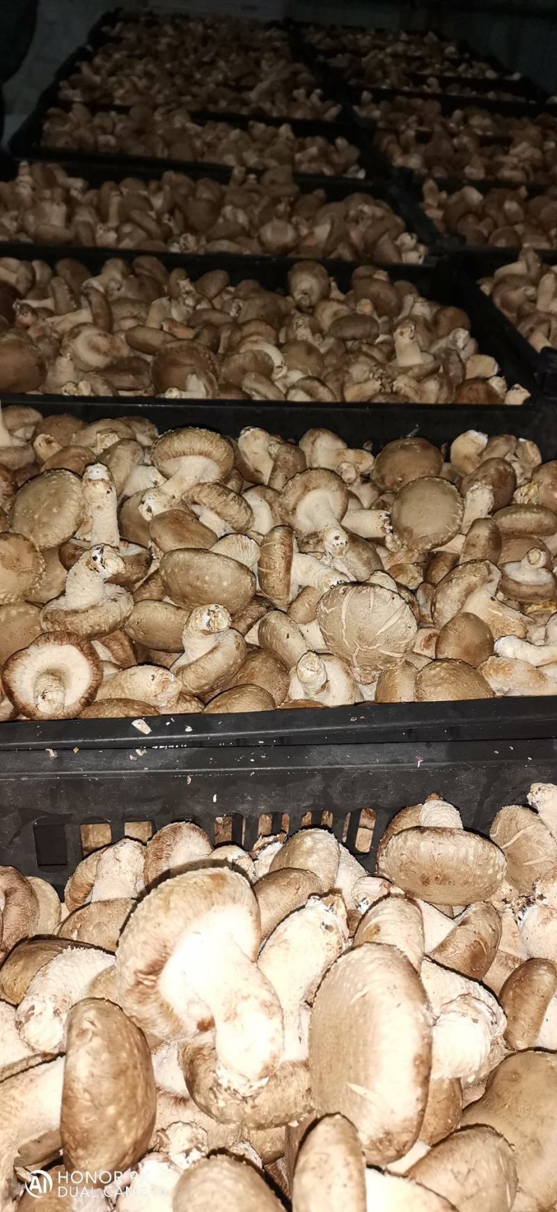 鲜香菇全包。颜色白质量白