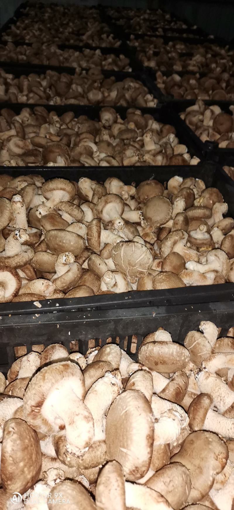 鲜香菇全包。颜色白质量白