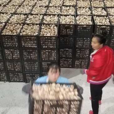 鲜香菇全包。颜色白质量白