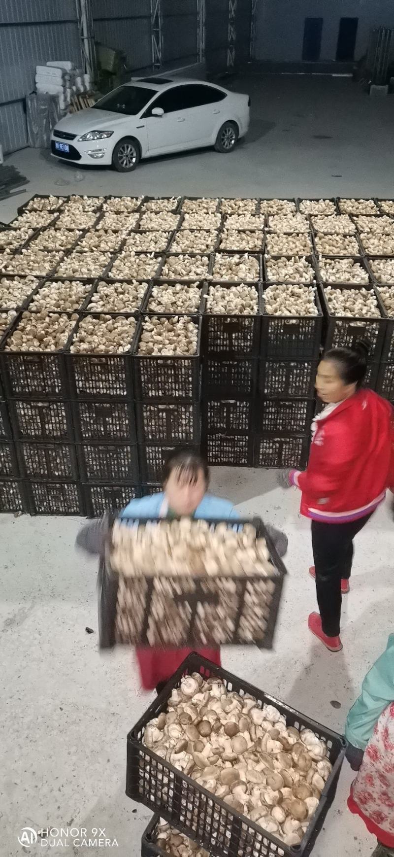 鲜香菇全包。颜色白质量白
