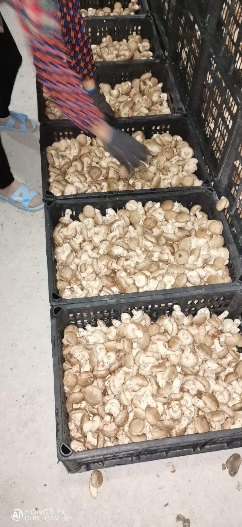 鲜香菇全包。颜色白质量白