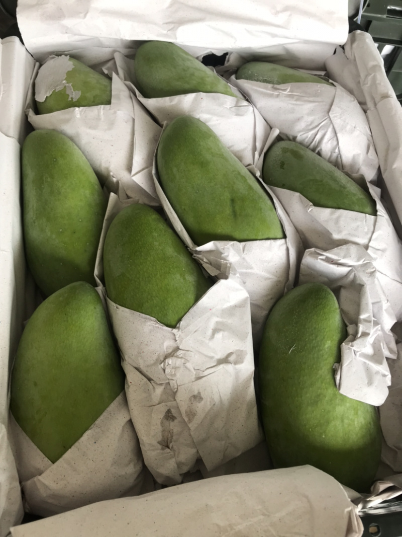 越南大青芒上市啦上市啦