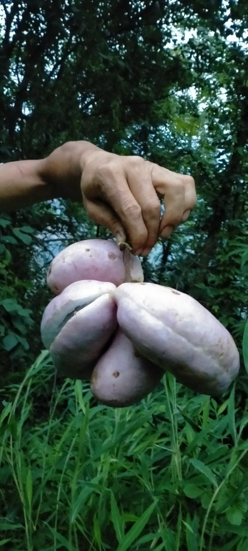 八月瓜种一手货源