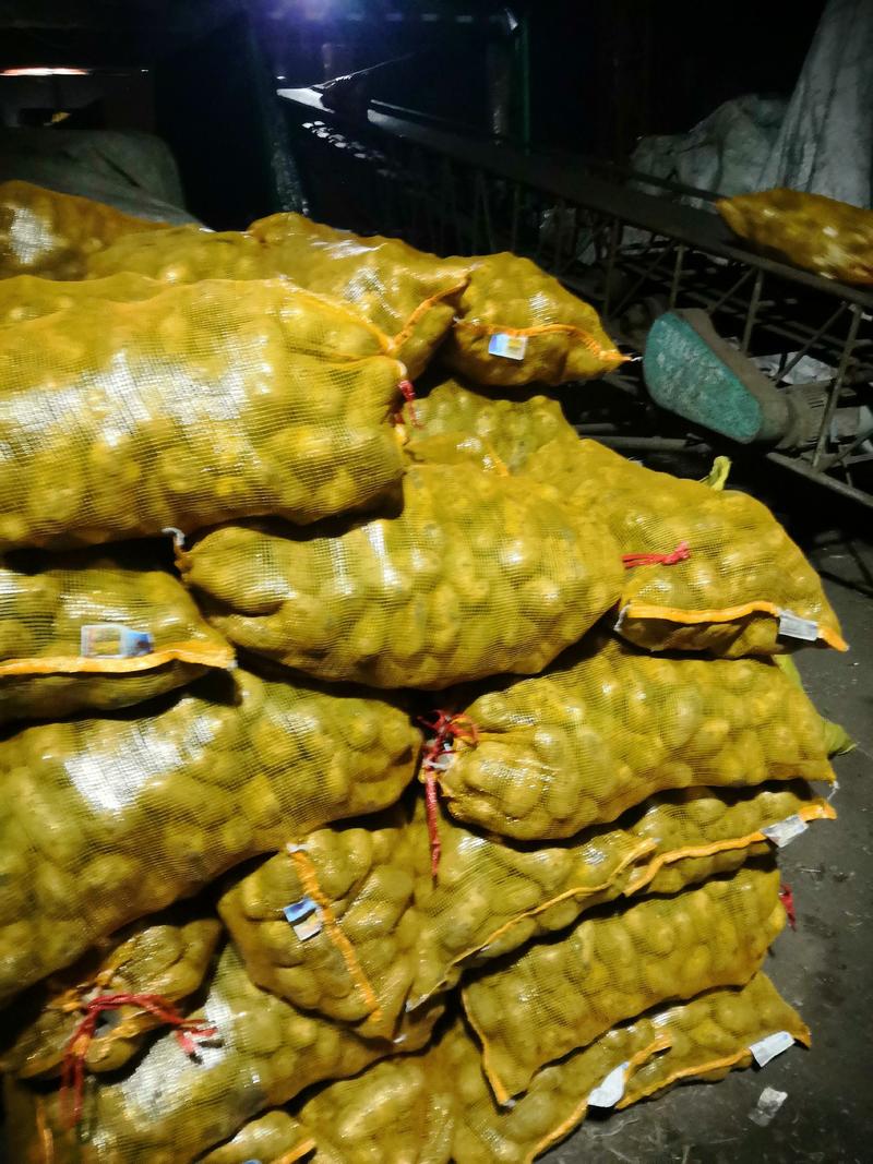 【产地直销】脱毒种薯基地品种齐全，荷兰15荷兰806