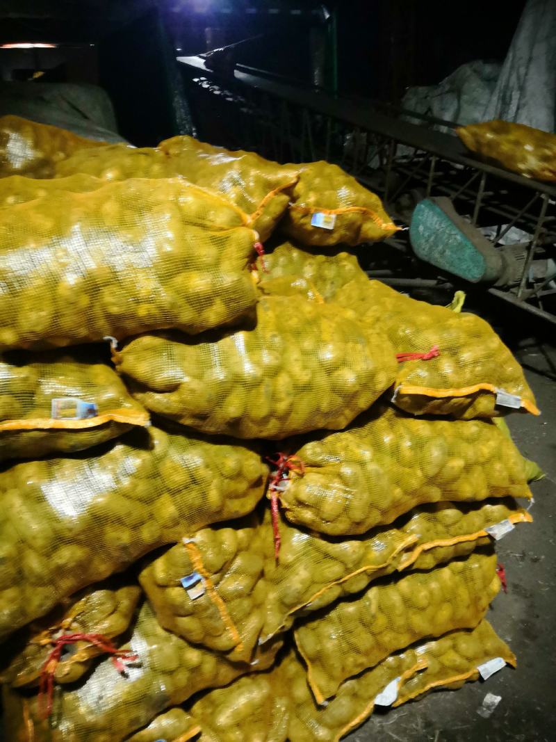【产地直发】脱毒种薯基地品种齐全，荷兰15荷兰806