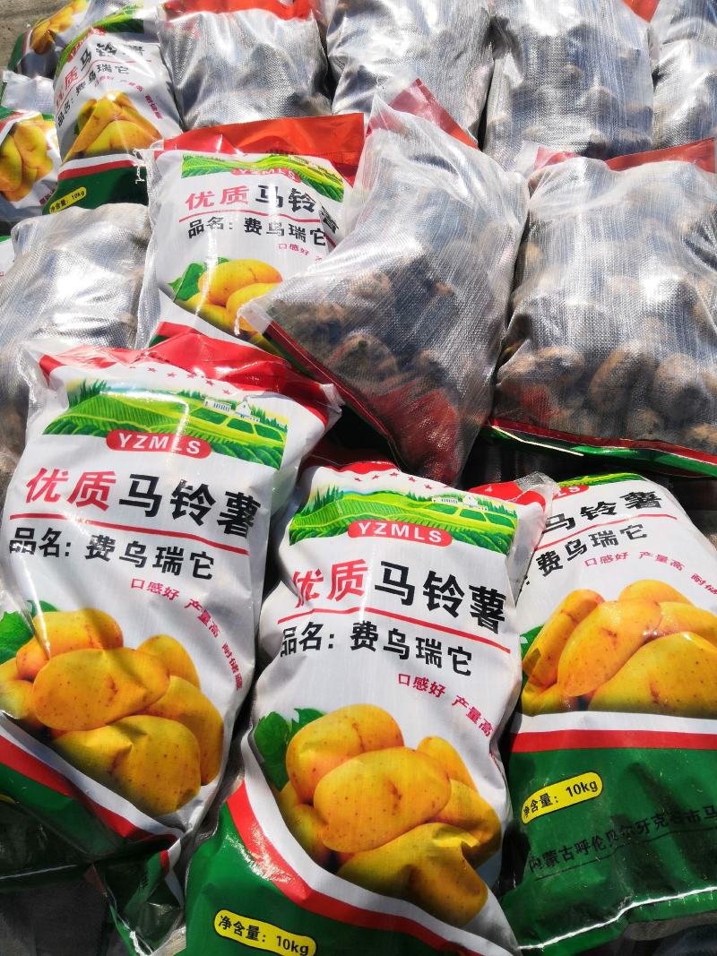 【产地直发】脱毒种薯基地品种齐全，荷兰15荷兰806