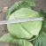 扁包菜量大，质量好，价格优，欢迎参观，适合走超市。走市场
