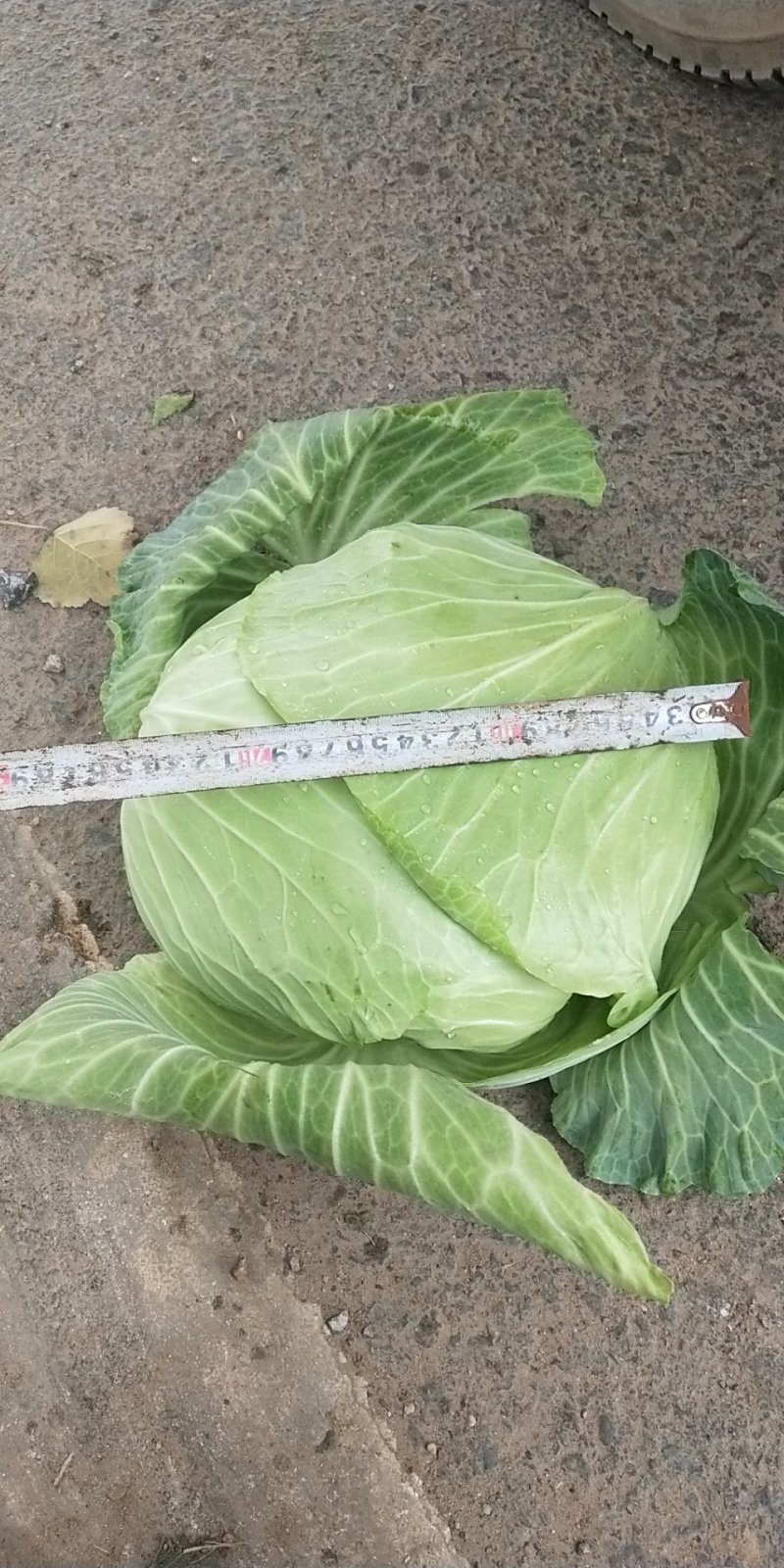 扁包菜量大，质量好，价格优，欢迎参观，适合走超市。走市场